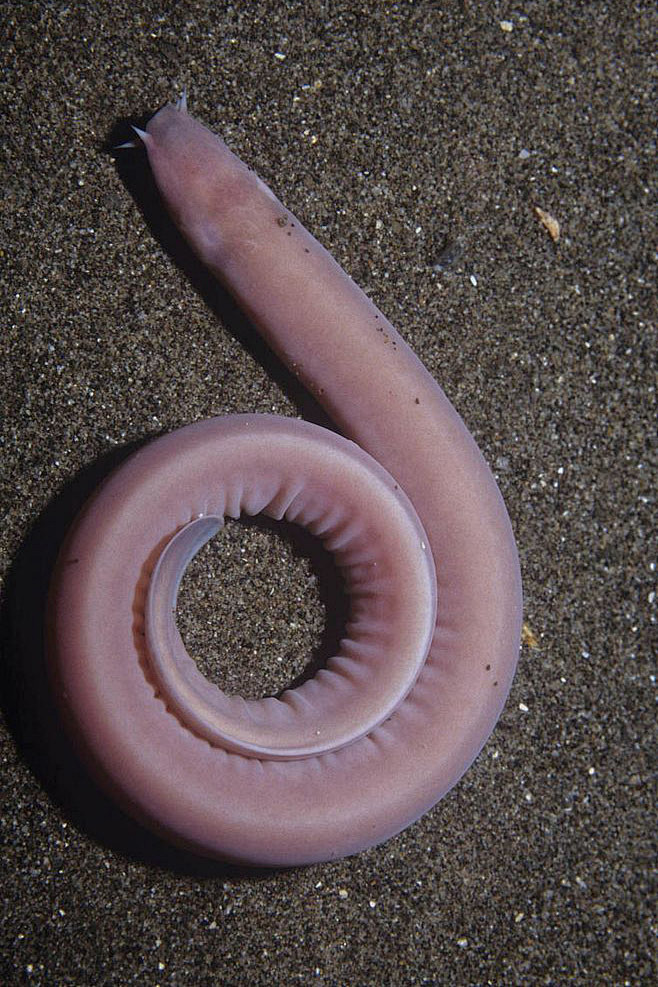 盲鳗目盲鳗科太平洋八目鳗