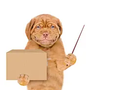 点击来源直接获取大图文件 |微笑的小狗抱着大盒子并指向空旷的地方。白色背景下孤立