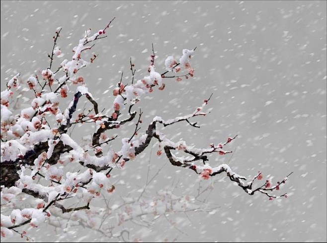 《梅花喜欢漫天雪》