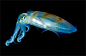 你看不见我！——透明的海洋生物




第一张当然是小站主角水母小朋友咯！在南极威德尔海中，一只水螅水母正在伸展它那发着冷光的触角。





在南极洲麦克默多湾的这些透明水母就像是生活在另一个世界。它们最不寻常之处是只有2.5cm长。





这是一只漂浮在威德尔海中的花状钵水母幼体。





这只微型水母折起了它的触须，透过它透明的身体我们能够看见它体内中央那块橙色的团块。





漆黑的威德尔海给了栉水母炫耀它那糖果色的生物发光细胞绝佳的机会。“其实......