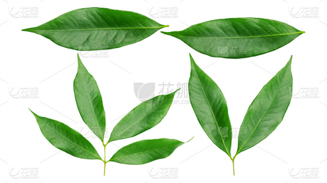 荔枝,白色背景,叶子,绿色,清新,背景分离,热带气候,食品,环境,泰国