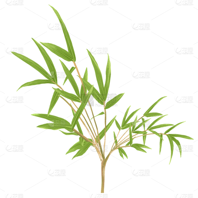 手绘-写实竹子竹叶植物元素贴纸8