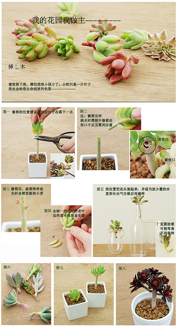  多肉植物 绿植 DIY 手工 给多肉植...