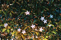 小的，像星星一样的白色花朵。布什开花。花的背景。
