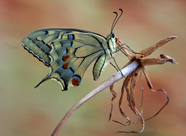 machaon... by ivo pa...