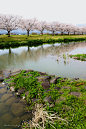 A row of cherry blossom trees along the river...