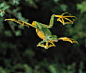 华莱士飞蛙(Wallace’s Flying Frog)可以借助脚掌巨大的蹼，在树林中滑行。
-
这种叫华莱士的蛙比一般青蛙移动速度要快得多。 ​​​​
