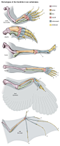 homology: homologies of the forelimb among vertebrates... I'm pretty sure this is straight from a textbook...: 