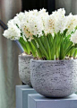 室外花钵 花瓶 花盆 容器 陶瓷 瓷器 陶器