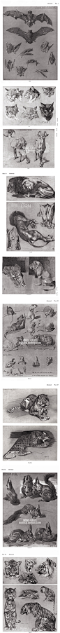 554 手绘素描动物 写实风老虎狮子兔鸟兽飞禽绘画 铅笔临摹素材-淘宝网