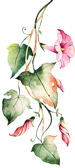 喇叭花