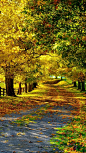 路径，大道，秋天，树叶