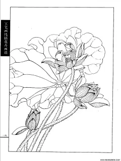 140幅白描作品欣赏