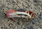 Fiddler crab (Uca inversa), N Madagascar