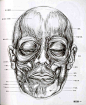[转载]艺用人体解剖