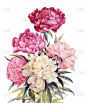 Bouquet of peonies watercolor.Iillustration for vi