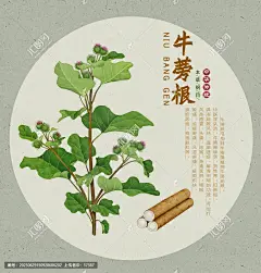 牛蒡根 牛蒡根插画 中药牛蒡根 手绘牛蒡根 手绘值物花草 中国风插画 中草药包装插画 中药大全 中药插画 中草药插画 手绘中草药 复古医书 草药插图 草本植物 草药包装插画 本草纲目