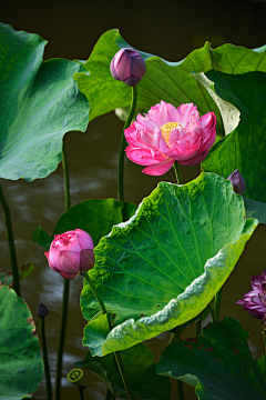 行悠采集到出水芙蓉