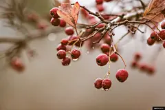 植物 水果 食品 樱桃 滴 梅花 美食摄影图片图片壁纸