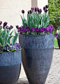 Spring mix of flowers in tall blue containers. Repinned by www.claudiadeyongdesigns.com www.thegardenspot.co.uk