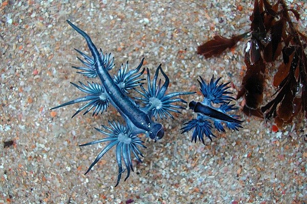 大西洋海神海蛞蝓