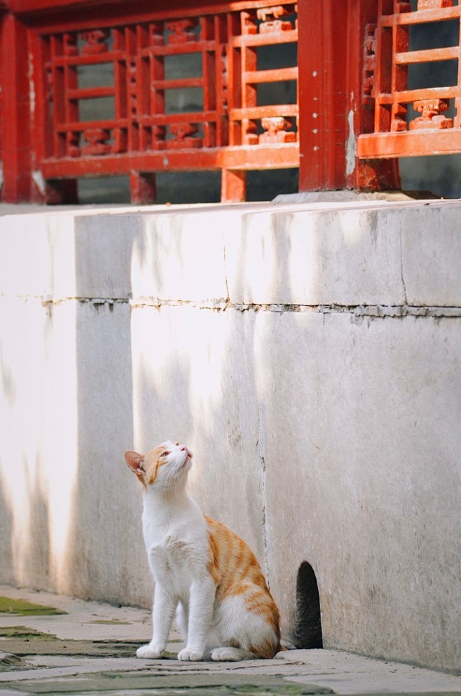 故宫的猫超话—新浪微博超话社区 _动物啥...