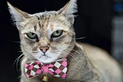 点击来源直接获取大图文件 |Cat caught with a pink bow. the face look squint.