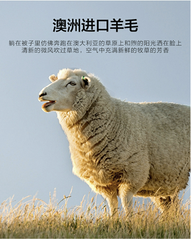 澳洲羊毛材质解析。羊毛。被芯 澳毛