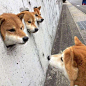 生活在日本的“卡洞三柴”，因为人气太高还吸引了很多粉丝来朝圣，这画面太美，狗色满园关不住，三个狗头出墙来。（ins：kensan246） ​ ​​​​