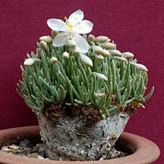 【2016秋季团购球茎植物—avonia alstonii野生白花韧锦】多肉-淘宝网