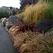Pennisetum orientalis, Pennisetum setaceum 'Rubrum', Stipa tenuissima, Lavandula 'Provence', Stipa gigantea