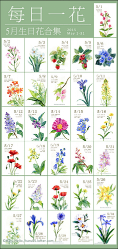 每日一花之5月 花瓣网 陪你做生活的设计师 每日一花5月生日花集合