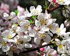 山楂树开花了。