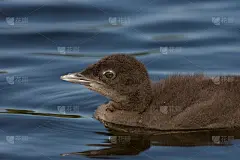 常见的笨蛋女孩