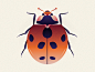 adobe illustrator animals beetle Bestiary bug ILLUSTRATION  insect Insects vector vector art