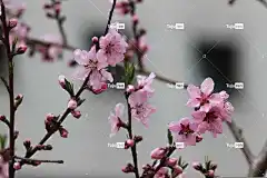 春天 复制的花 樱花盛开 花壁纸 花 粉红色 美丽的花朵 大自然
