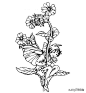 线描花仙子，真的好美