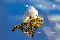 冬天 雪 花卉背景 花 花壁纸 美丽的花朵 野花 自然