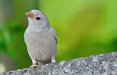 白麻雀图片_62666 