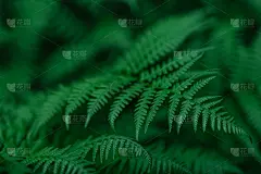 自然背景和壁纸。森林里美丽的绿色蕨类叶子。背景与天然蕨类。
