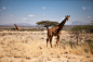 非洲,长颈鹿,萨凡纳港市,平衡折角灯,野生动物,狩猎动物,图像,野外动物,肯尼亚,动物