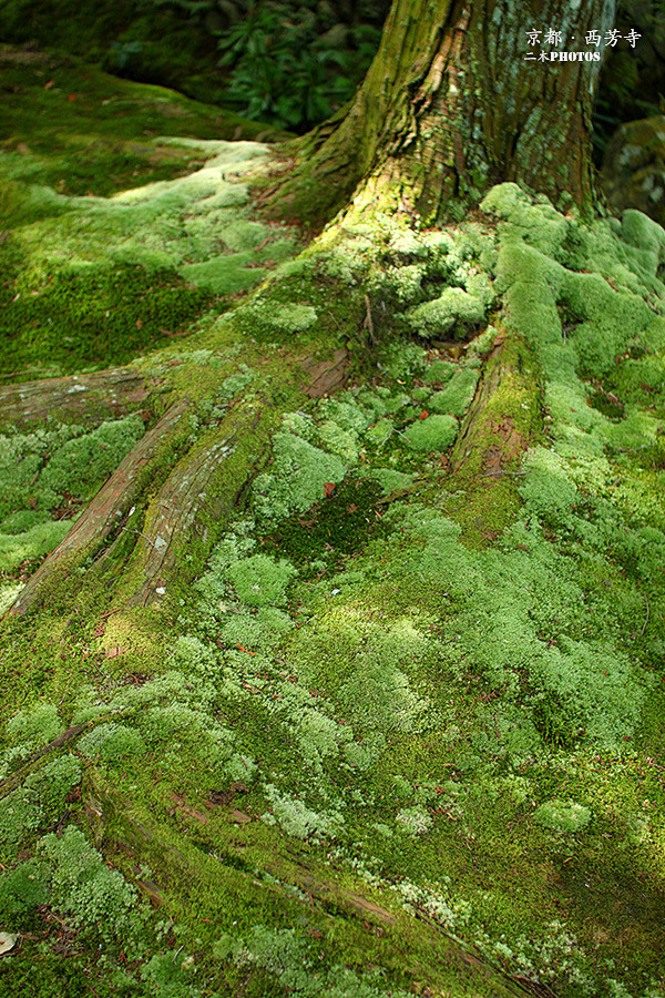 苔藓－西芳寺（苔寺）