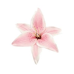 111111HAO采集到花