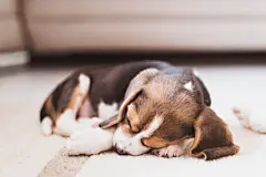 点击来源直接获取大图文件 |可爱的小猎兔犬幼犬睡在地板上