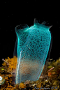 Sea-squirt (tunicates) / Lembeh