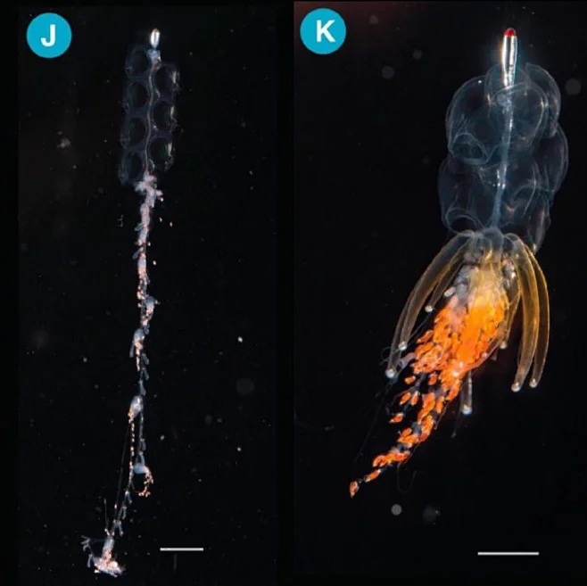管水母目(Siphonophorae)物种的群落有点像海中的星系,下面是两篇关于管水母的演化谱系研究 图1-6来自'Improved ...