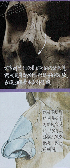 风之彩wu采集到肌肉、骨骼、肉