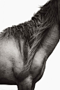 Discovering the Horses of Sable Island - Drew Doggett Photography