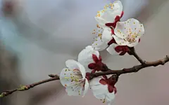 杏花怒放高清宽屏壁纸桌面壁纸1