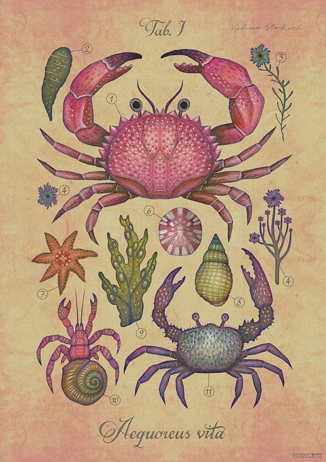 海底世界海洋生物插画15pvladimirstankovic15p1jpg